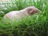 Fiona im Gras II.jpg