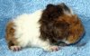 lunky babys12.JPG