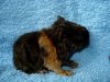 lunky babys6.JPG