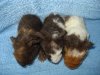 lunky babys15.JPG