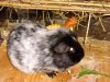 pepper I.jpg