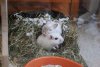 Dobby und Artus201110a.jpg