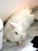 Snowi_Wyyb_f1.jpg