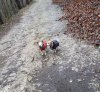 Streik im Wald.jpg