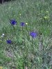 Blume.jpg
