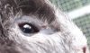 Auge.jpg