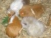 Gruppe-mitte-links.gif