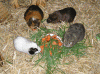 Gruppe-mitte.gif