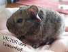 VICTOR 5.5.20 E.jpg