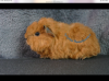 DE70FCBF-790D-4A1C-BD84-0F9814190D90.png