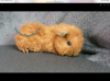 33504AFF-D006-4FB3-A48B-63DA3C42502F.png