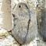 steppenlemming