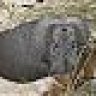 spiderpig