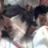 piet
