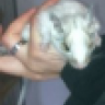 Degu züchter