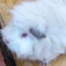 Nyappy