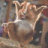 knusper