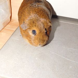 Stubentieger