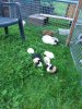 Babys29.9c.jpg